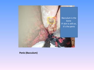 Penis (Bacculum)  Bacculum is the bone  IF skin is still on, it’s the penis 