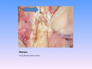 Pharynx Top is pharynx, then is larynx 