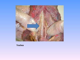 Trachea 