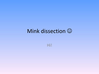 Mink dissection   Hi! 