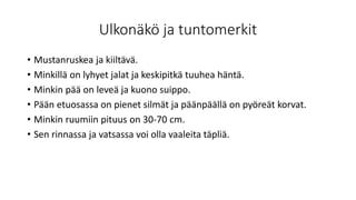 Ulkonäkö ja tuntomerkit
• Mustanruskea ja kiiltävä.
• Minkillä on lyhyet jalat ja keskipitkä tuuhea häntä.
• Minkin pää on leveä ja kuono suippo.
• Pään etuosassa on pienet silmät ja päänpäällä on pyöreät korvat.
• Minkin ruumiin pituus on 30-70 cm.
• Sen rinnassa ja vatsassa voi olla vaaleita täpliä.
 