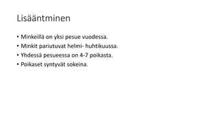 Lisääntminen
• Minkeillä on yksi pesue vuodessa.
• Minkit pariutuvat helmi- huhtikuussa.
• Yhdessä pesueessa on 4-7 poikasta.
• Poikaset syntyvät sokeina.
 