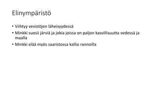 Elinympäristö
• Viihtyy vesistöjen läheisyydessä
• Minkki suosii järviä ja jokia joissa on paljon kasvillisuutta vedessä ja
maalla
• Minkki elää myös saaristossa kallio rannoilla
 