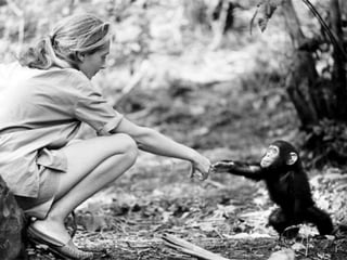 Social Media for Primates