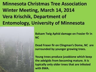 Minnesota Christmas Tree Association
Winter Meeting, March 14, 2014
Vera Krischik, Department of
Entomology, University of Minnesota
Balsam Twig Aphid damage on Frasier fir in
NC
Dead Fraser fir on Clingman’s Dome, NC are
surrounded by younger growing trees.
Young trees produce juvabione which keep
the adelgids from becoming mature. It is
typically only older trees that are infested
with BWA.
 