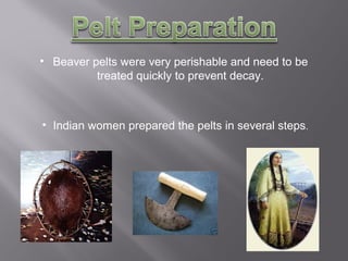 • Beaver pelts were very perishable and need to be
treated quickly to prevent decay.

• Indian women prepared the pelts in several steps.

 