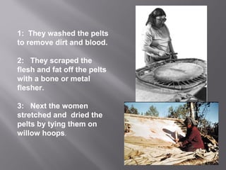 1: They washed the pelts
to remove dirt and blood.
2: They scraped the
flesh and fat off the pelts
with a bone or metal
flesher.
3: Next the women
stretched and dried the
pelts by tying them on
willow hoops.

 