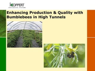 Enhancing Production & Quality with
Bumblebees in High Tunnels
 