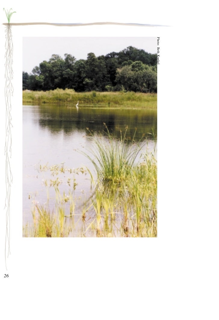 Minnesota: Plants for Stormwater Design - Part 1