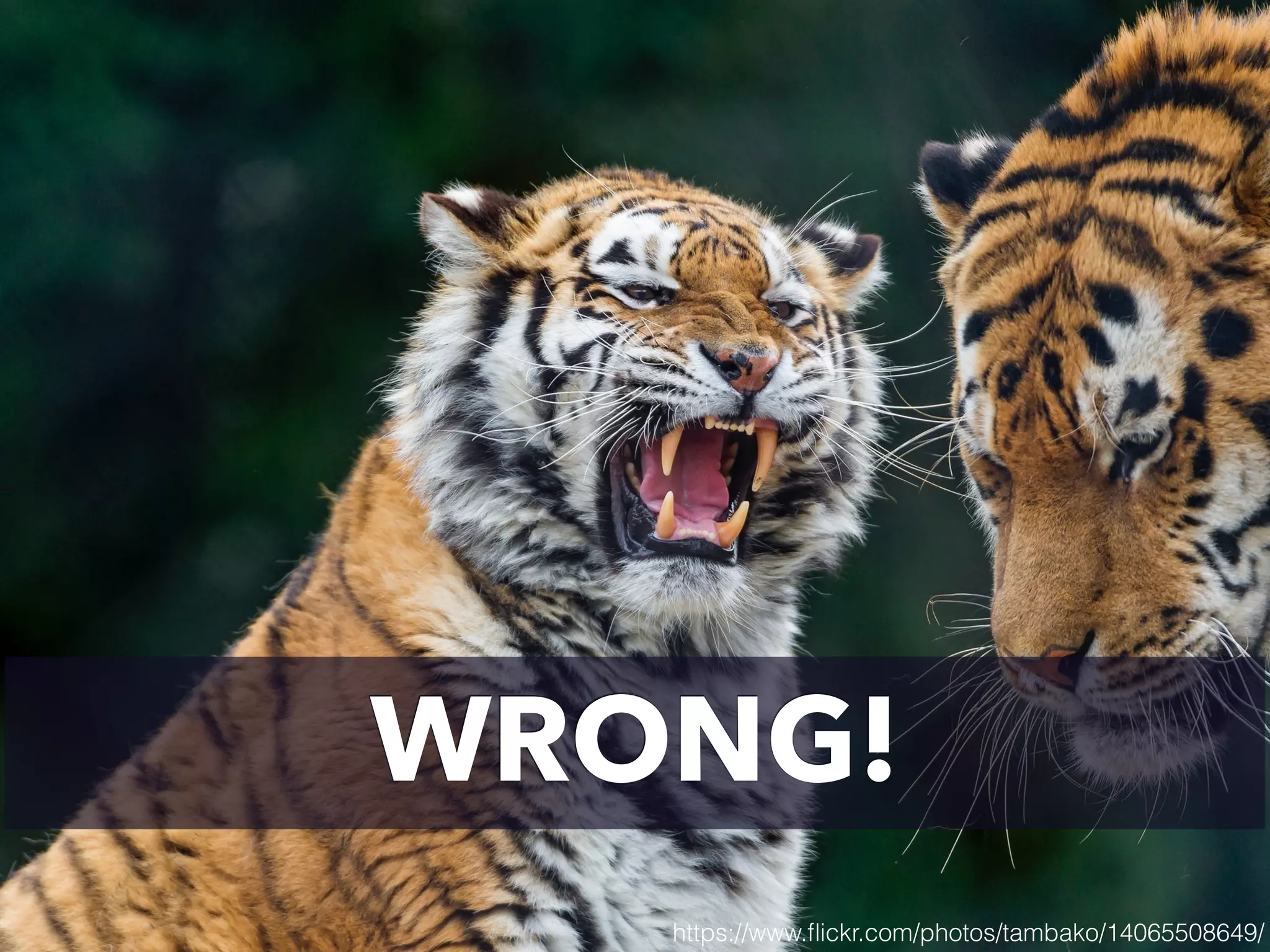 WRONG!
https://www.ﬂickr.com/photos/tambako/14065508649/
 