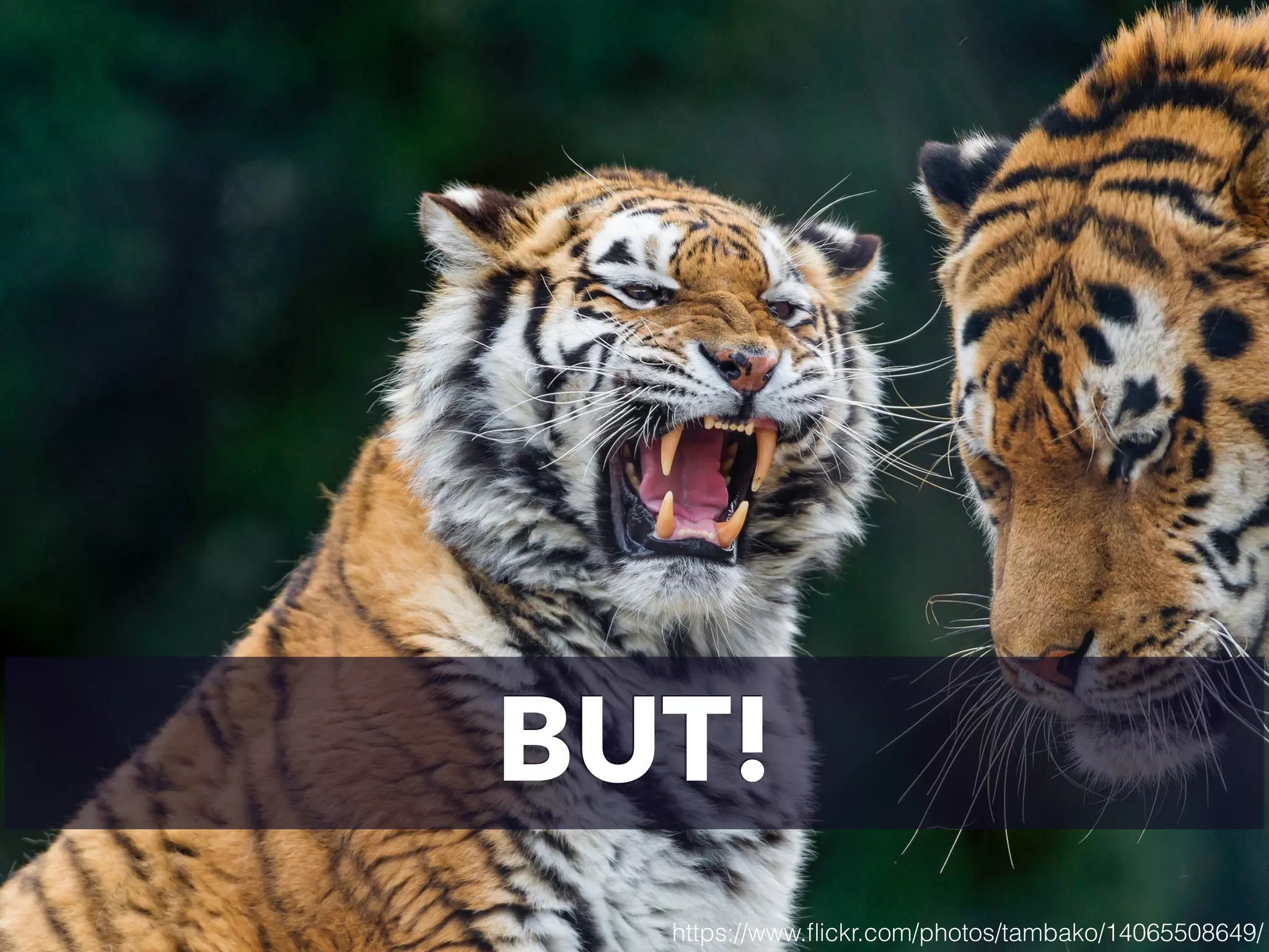 BUT!
https://www.ﬂickr.com/photos/tambako/14065508649/
 