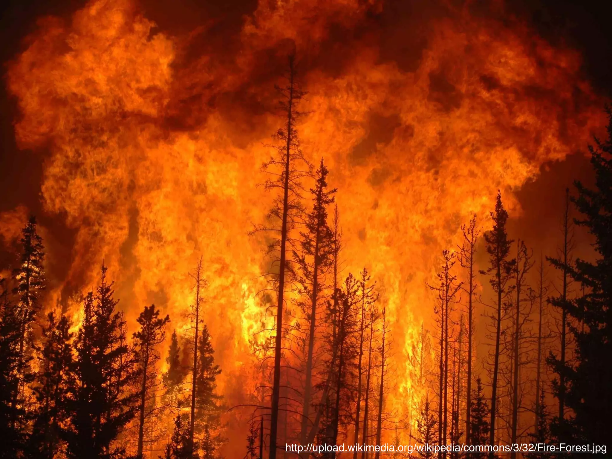http://upload.wikimedia.org/wikipedia/commons/3/32/Fire-Forest.jpg
 