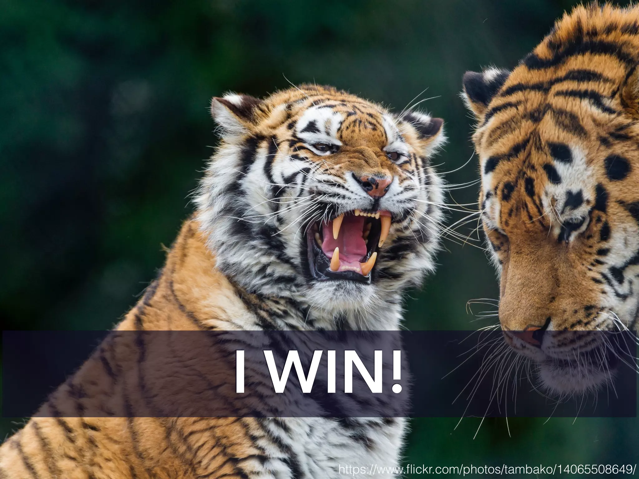 I WIN!
https://www.ﬂickr.com/photos/tambako/14065508649/
 