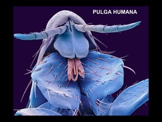 PULGA HUMANA 