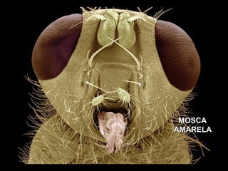 MOSCA  AMARELA 