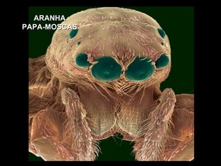 ARANHA  PAPA-MOSCAS 