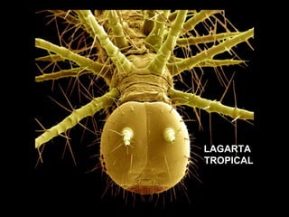 LAGARTA  TROPICAL 