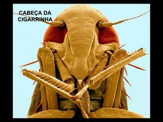 CABEÇA DA CIGARRINHA 