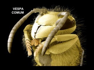 VESPA COMUM 