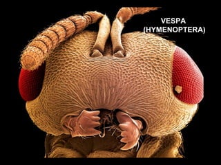 VESPA  (HYMENOPTERA) 