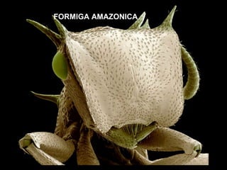 FORMIGA AMAZONICA 