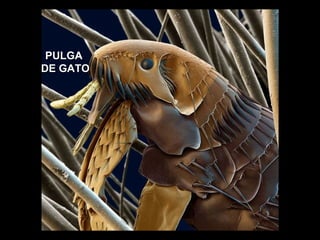 PULGA  DE GATO 
