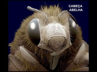 CABEÇA  ABELHA 