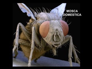 MOSCA DOMESTICA 