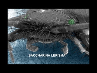 SACCHARINA LEPISMA 