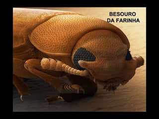 BESOURO  DA FARINHA 