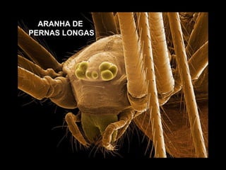 ARANHA DE  PERNAS LONGAS 