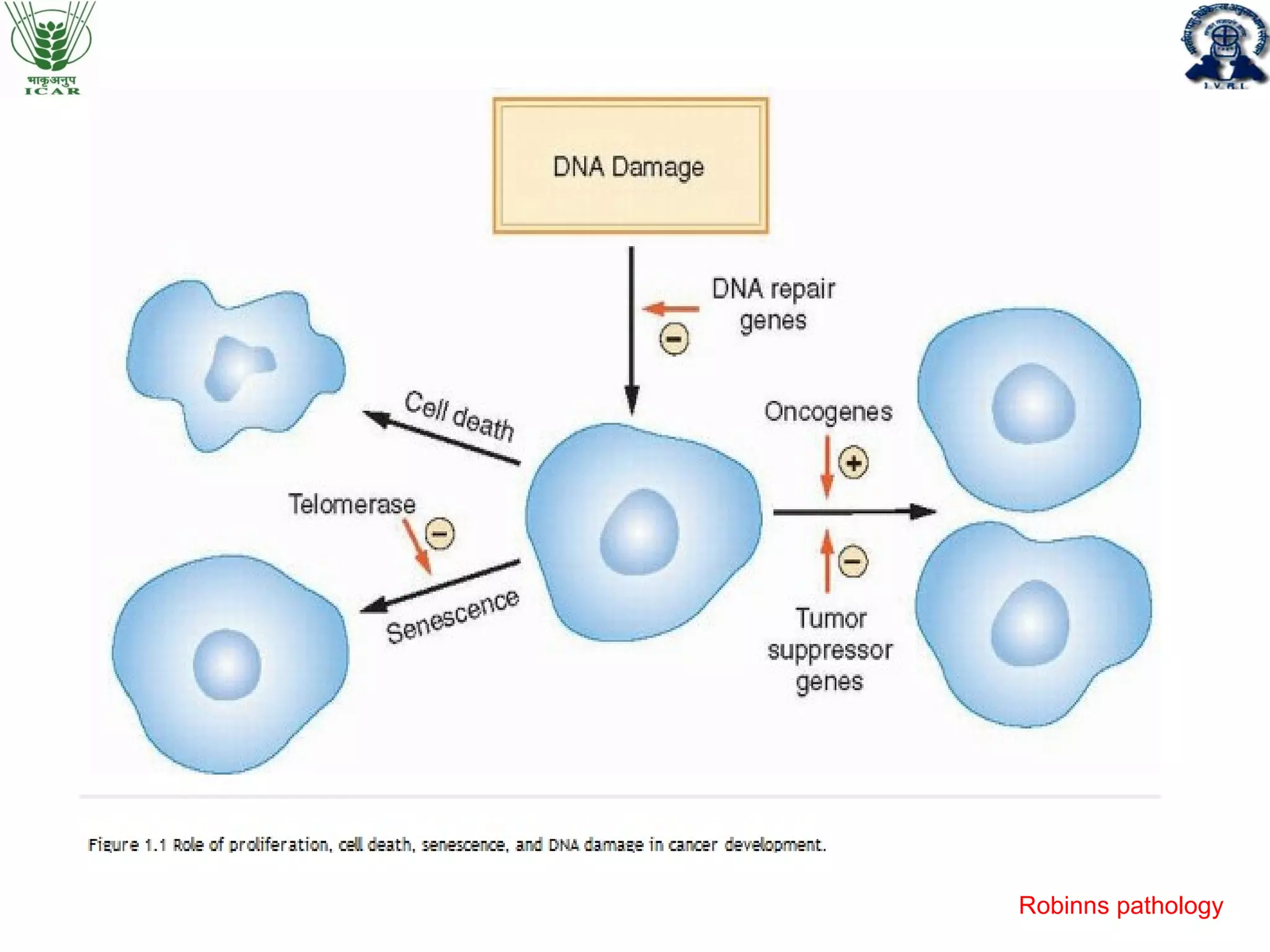 Role of apoptosis in cancer progression | PPT