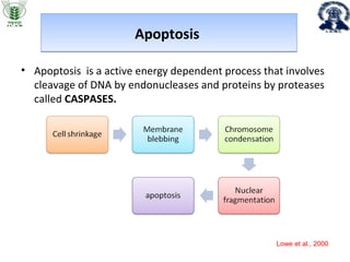 Role of apoptosis in cancer progression | PPT