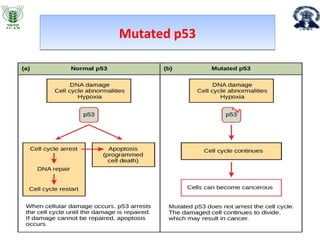 Role of apoptosis in cancer progression | PPT