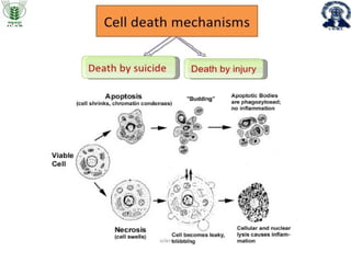 Role of apoptosis in cancer progression | PPT