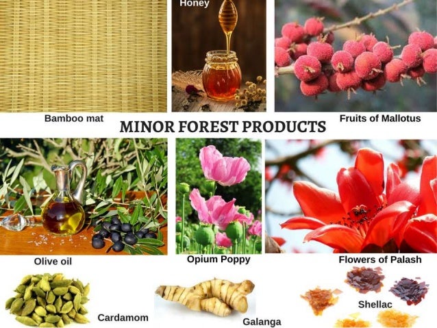 Minor Forest Products MFPs a-complete-guide-on-natural-fibres-its-cultivation-and-uses-natural