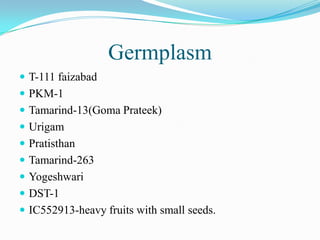 Germplasm
 T-111 faizabad
 PKM-1
 Tamarind-13(Goma Prateek)
 Urigam
 Pratisthan
 Tamarind-263
 Yogeshwari
 DST-1
 IC552913-heavy fruits with small seeds.
 