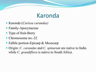Karonda
 Karonda (Carissa carandas)
 Family-Apocynaceae
 Type of fruit-Berry
 Chromosome no.-22
 Edible portion-Epicarp & Mesocarp
 Origin: C. carandas and C. spinarum are native to India
while C. grandiflora is native to South Africa.
 