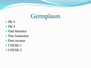 Germplasm
 PK-3
 PK-4
 Pant Manohar
 Pant Sudarshan
 Pant suvarna
 CHESK-1
 CHESK-2
 