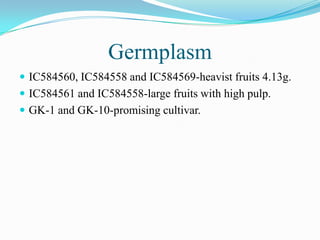 Germplasm
 IC584560, IC584558 and IC584569-heavist fruits 4.13g.
 IC584561 and IC584558-large fruits with high pulp.
 GK-1 and GK-10-promising cultivar.
 