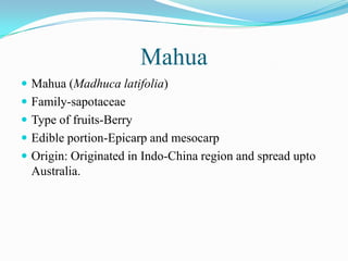 Mahua
 Mahua (Madhuca latifolia)
 Family-sapotaceae
 Type of fruits-Berry
 Edible portion-Epicarp and mesocarp
 Origin: Originated in Indo-China region and spread upto
Australia.
 