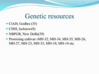 Genetic resources
 CIAH, Godhra (35)
 CISH, lucknow(8)
 NBPGR, New Delhi(29)
 Promising cultivar:-MH-32, MH-34, MH-35, MH-26,
MH-27, MH-23, MH-33, MH-10, MH-14 etc.
 