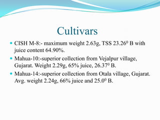 Cultivars
 CISH M-8:- maximum weight 2.63g, TSS 23.260 B with
juice content 64.90%.
 Mahua-10:-superior collection from Vejalpur village,
Gujarat. Weight 2.29g, 65% juice, 26.370 B.
 Mahua-14:-superior collection from Otala village, Gujarat.
Avg. weight 2.24g, 66% juice and 25.00 B.
 