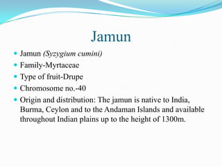 Jamun
 Jamun (Syzygium cumini)
 Family-Myrtaceae
 Type of fruit-Drupe
 Chromosome no.-40
 Origin and distribution: The jamun is native to India,
Burma, Ceylon and to the Andaman Islands and available
throughout Indian plains up to the height of 1300m.
 