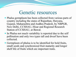 Genetic resources
 Phalsa germplasm has been collected from various parts of
country including the states of Rajasthan, Haryana,
Gujarat, Maharashtra and Andhra Pradesh, by NBPGR,
New Delhi, CCSHAU, Hisar and Regional Research
Station of CCSHAU, at Bawal.
 In Phalsa not much variability is reported due to the self
pollination and only two types tall and dwarf have been
collected.
 Germplasm of phalsa is to be identified for bold fruits,
small seeds and synchronized fruit maturity and longer
shelf life of fruits which are important traits.
 