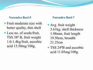 Narendra Bael-5 Narendra Bael-7
 Fruit moderate size with
better quality, thin shell
 Less no. of seeds/fruit,
TSS 380 B, fruit weight
1.0-1.4kg/fruit, ascorbic
acid 15.50mg/100g.
 Avg. fruit weight
3.61kg, shell thickness
1.98mm, fruit length
19.50cm, breadth
21.25cm
 TSS 240B and ascorbic
acid 11.05mg/100g
 