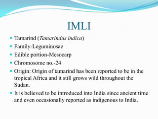 IMLI
 Tamarind (Tamarindus indica)
 Family-Leguminosae
 Edible portion-Mesocarp
 Chromosome no.-24
 Origin: Origin of tamarind has been reported to be in the
tropical Africa and it still grows wild throughout the
Sudan.
 It is believed to be introduced into India since ancient time
and even occasionally reported as indigenous to India.
 
