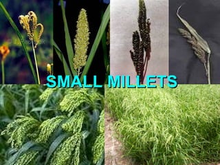 SMALL MILLETSSMALL MILLETS
 