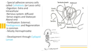 Colloblasts Example Brief introduction to Minor phyla animals.pptx