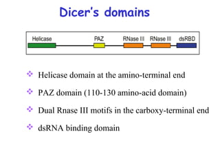 Dicer’s domains
 Helicase domain at the amino-terminal end
 PAZ domain (110-130 amino-acid domain)
 Dual Rnase III motifs in the carboxy-terminal end
 dsRNA binding domain
 